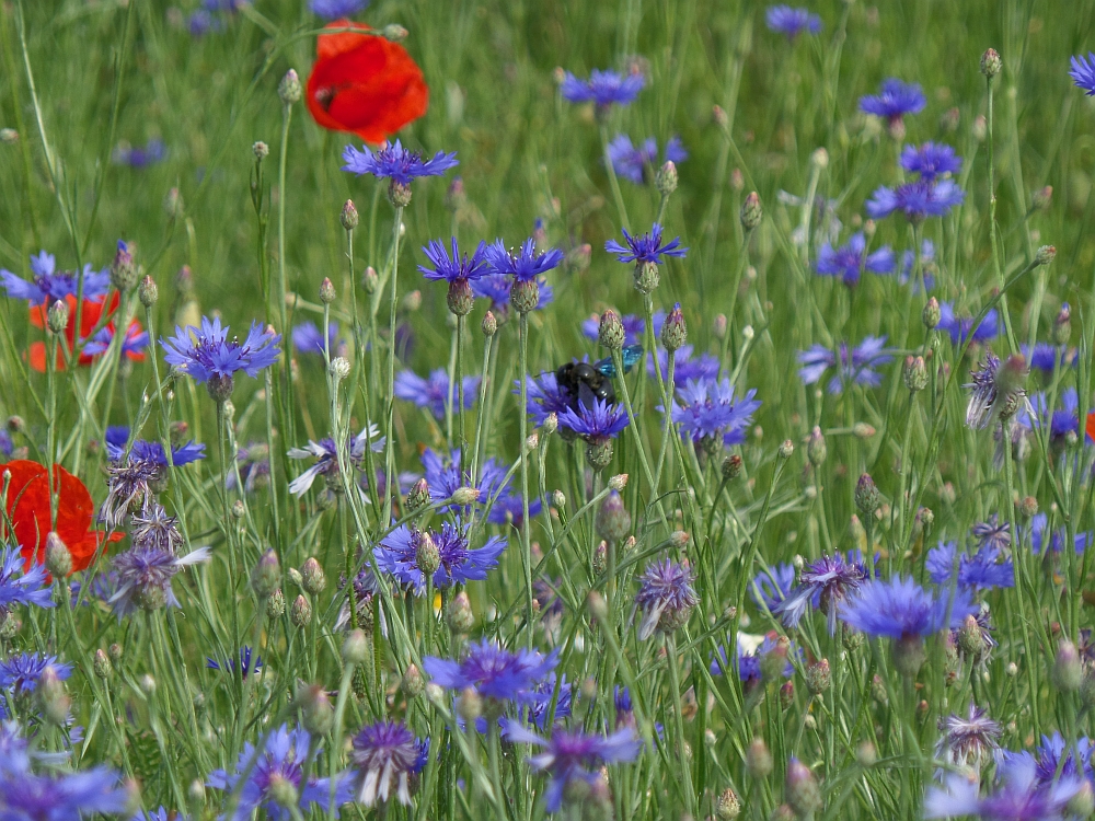 Council adopts conclusions on the EU biodiversity strategy for 2030